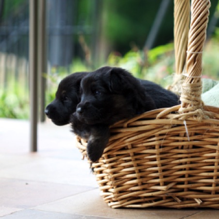 Overflowing with puppies Overflowing with puppies